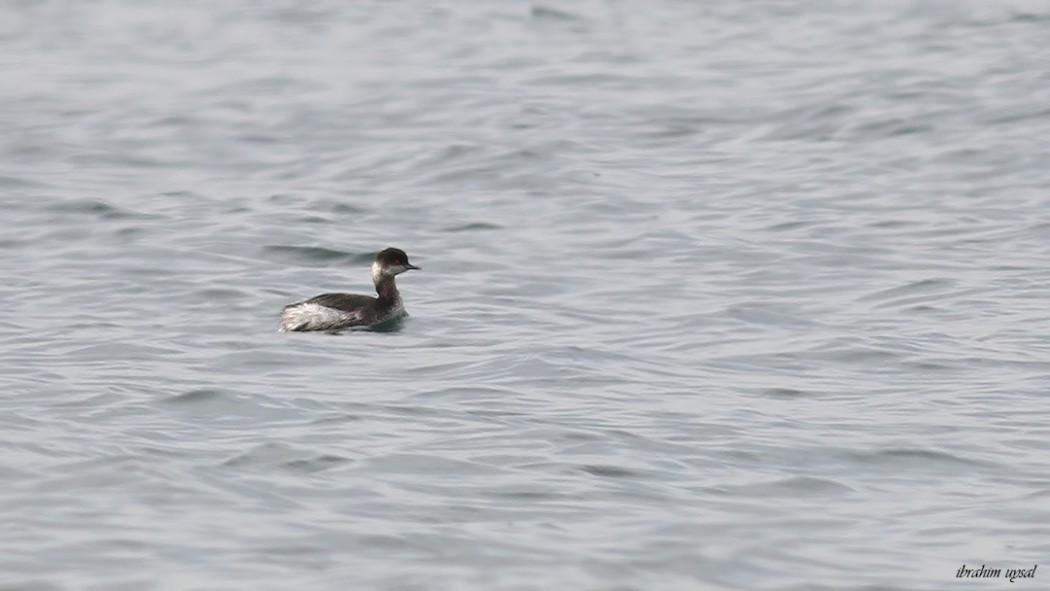 Black-necked Grebe