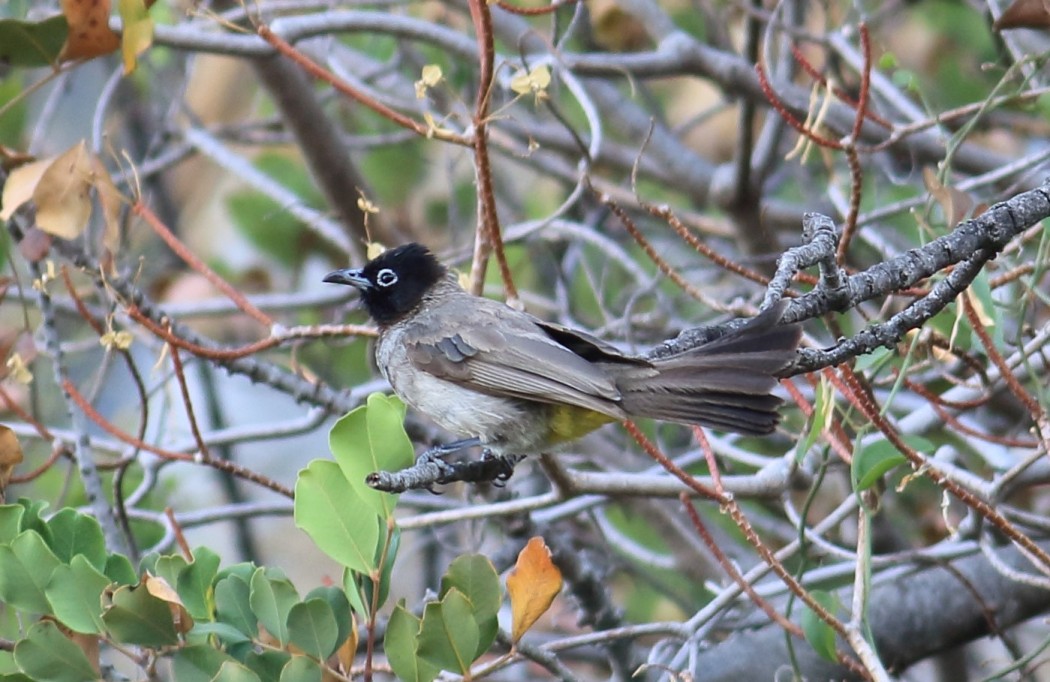 White-spectacled Bulbul