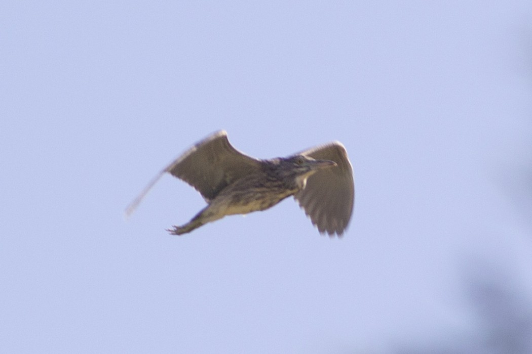 Black-crowned Night Heron