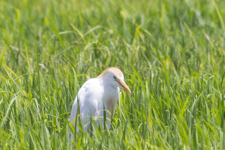 Western Cattle Egret