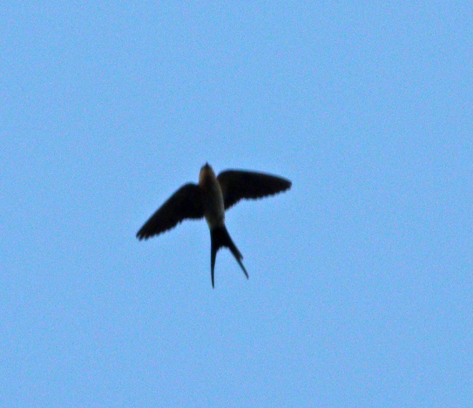 Red-rumped Swallow