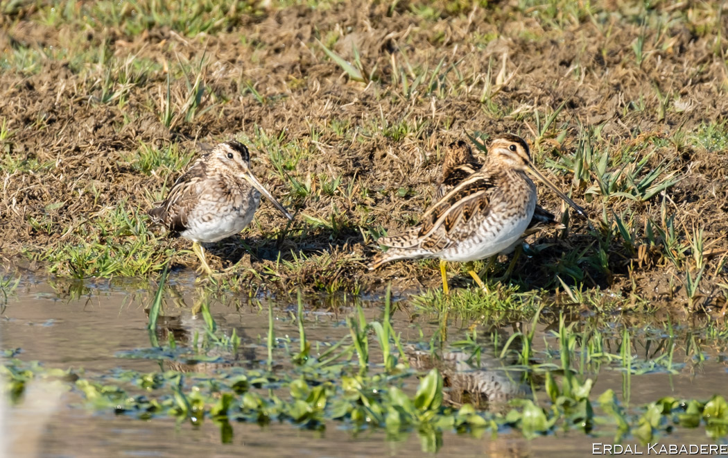 Common Snipe