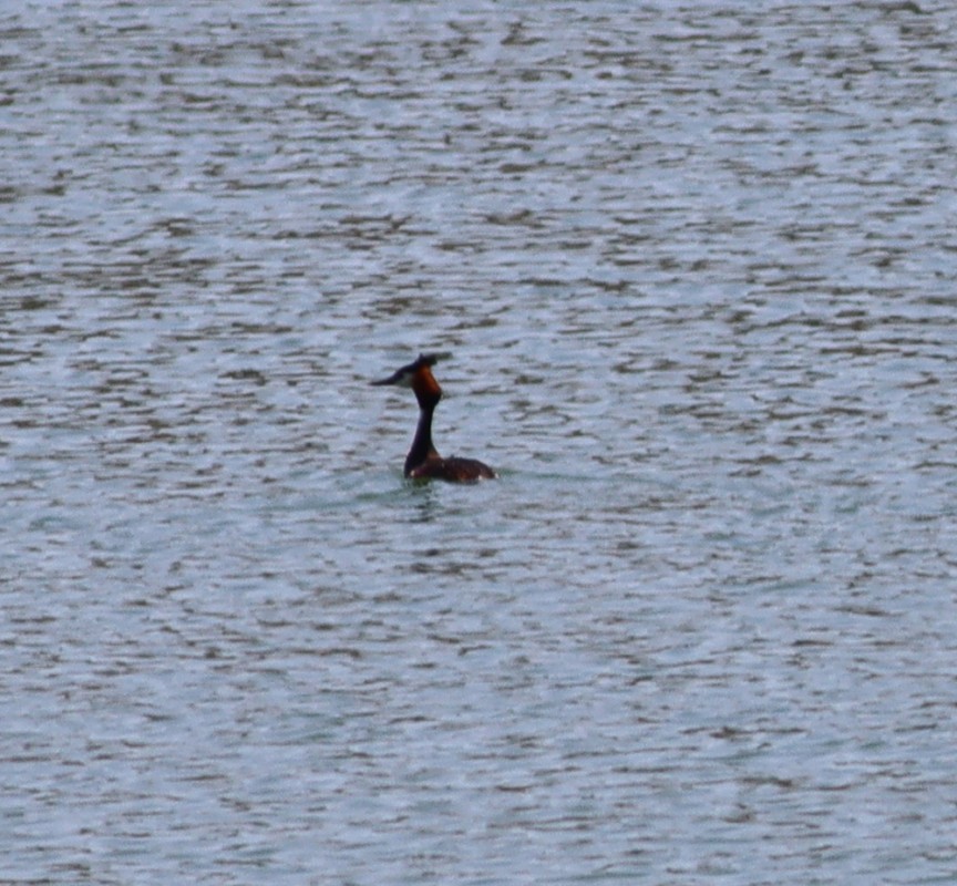 Great Crested Grebe