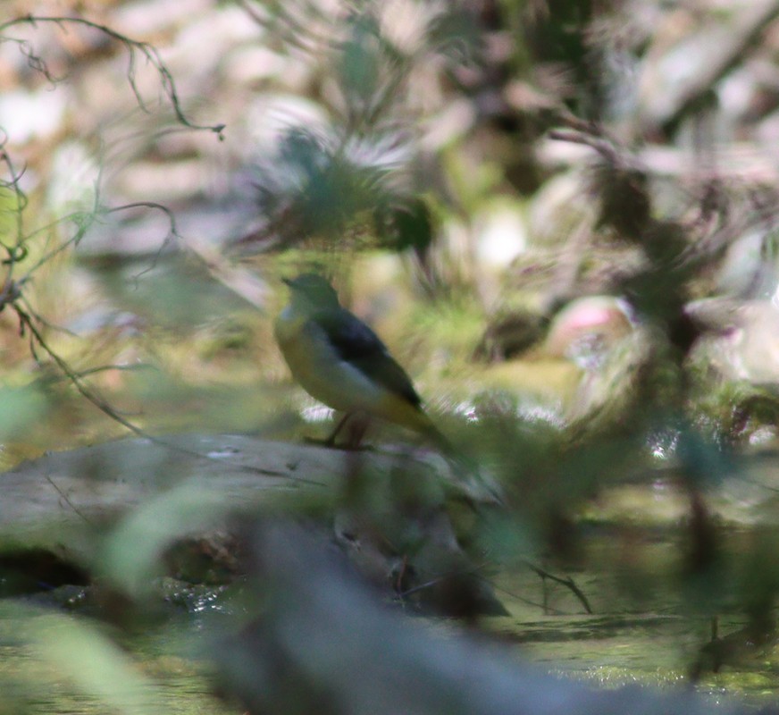 Grey Wagtail