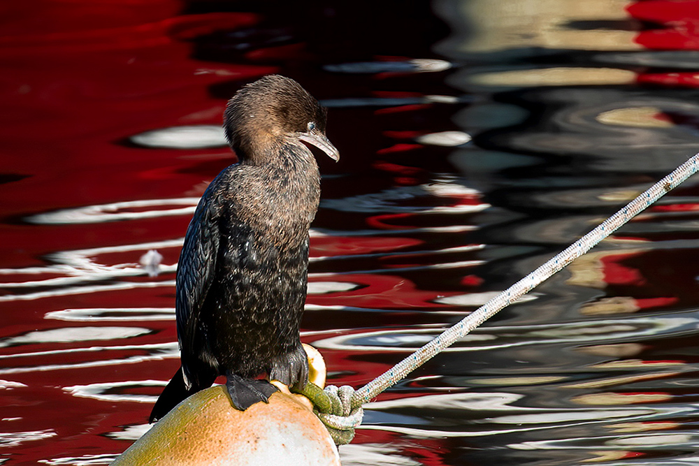 Pygmy Cormorant