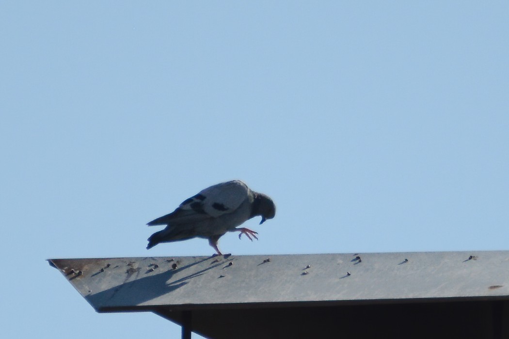 Rock Dove