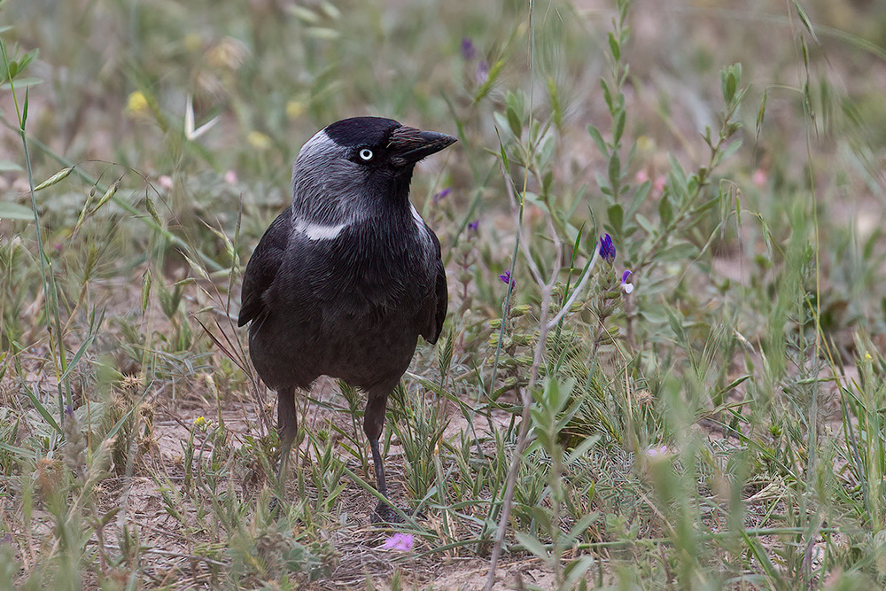 Western Jackdaw