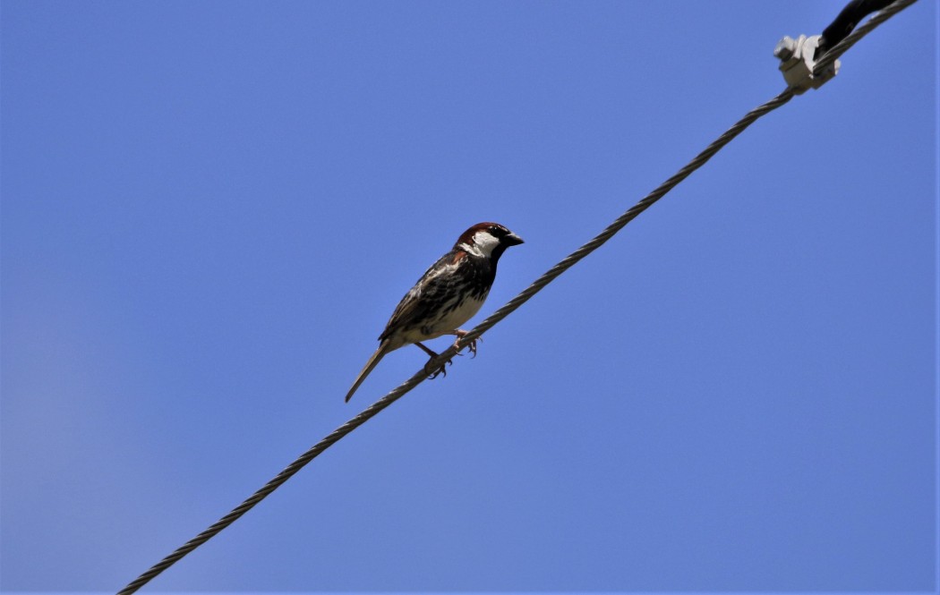 Spanish Sparrow