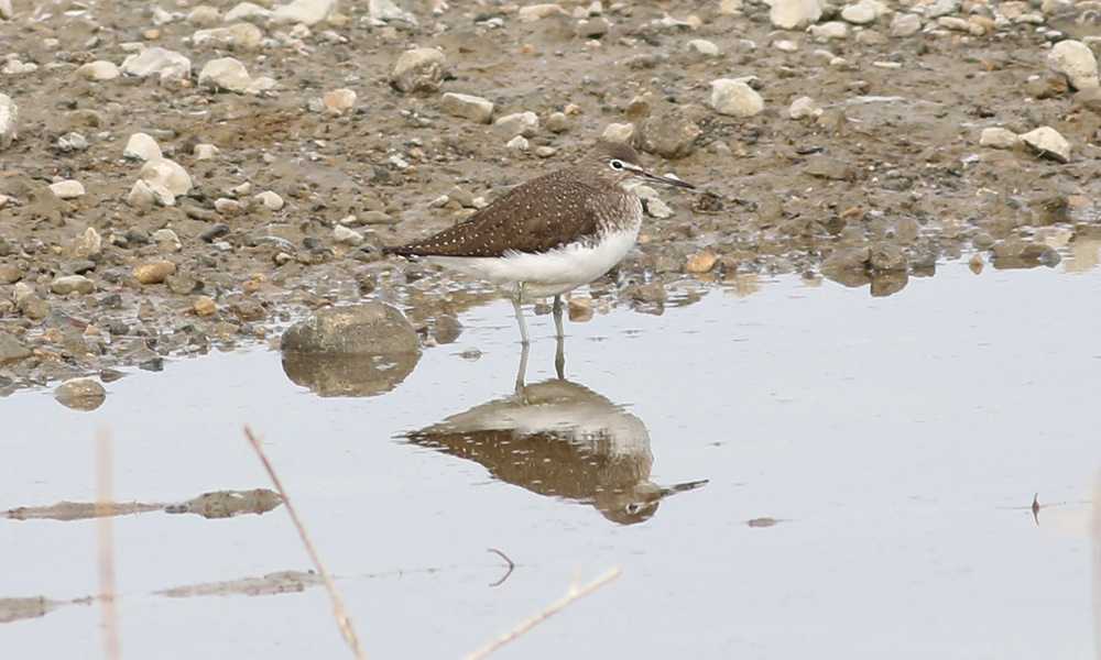 Green Sandpiper