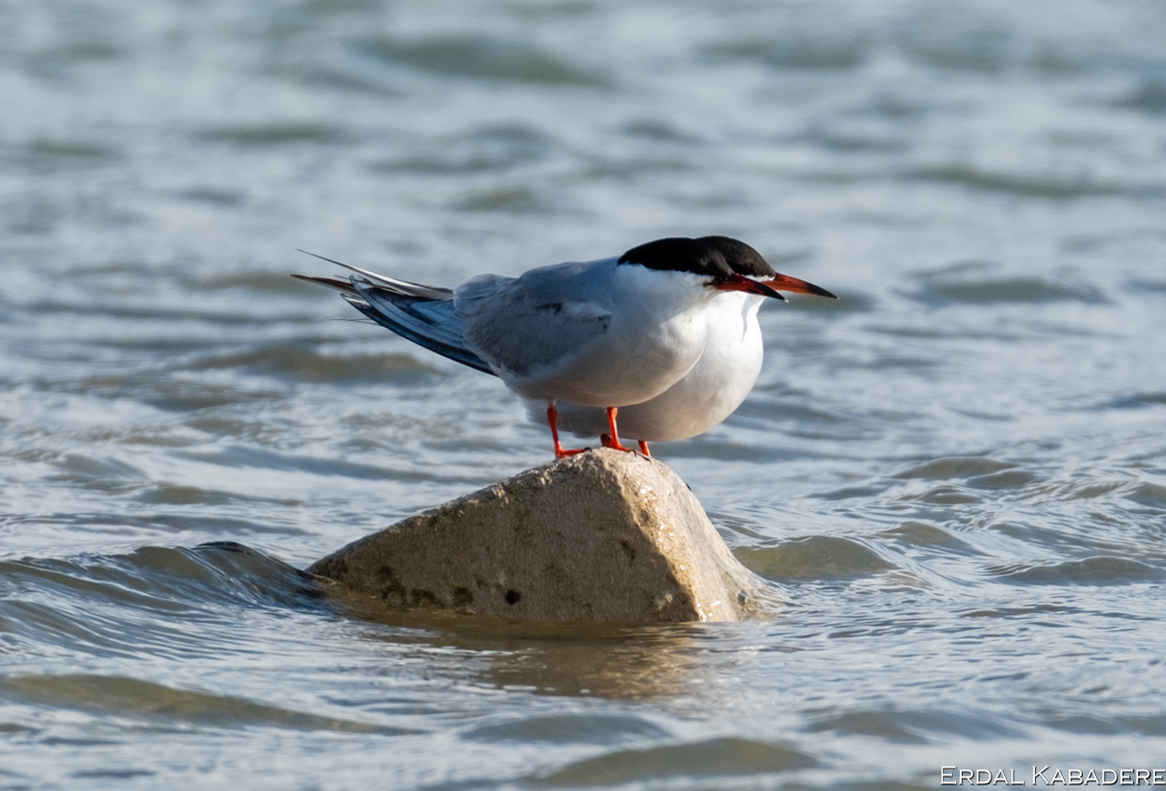 Common Tern