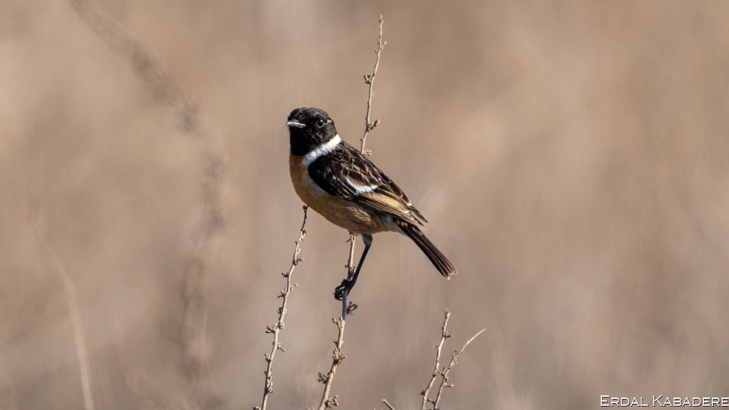 European Stonechat