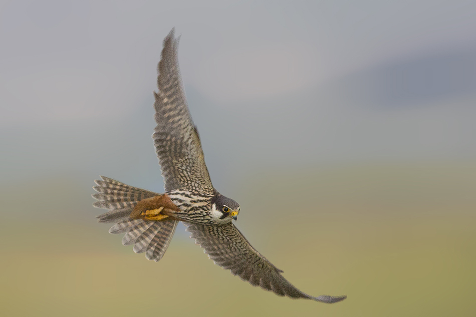Eurasian Hobby