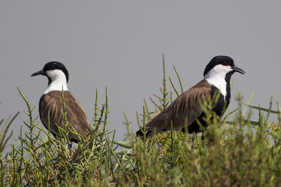 Spur-winged Lapwing