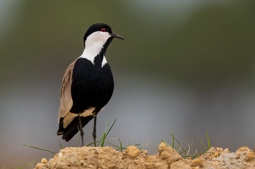 Spur-winged Lapwing