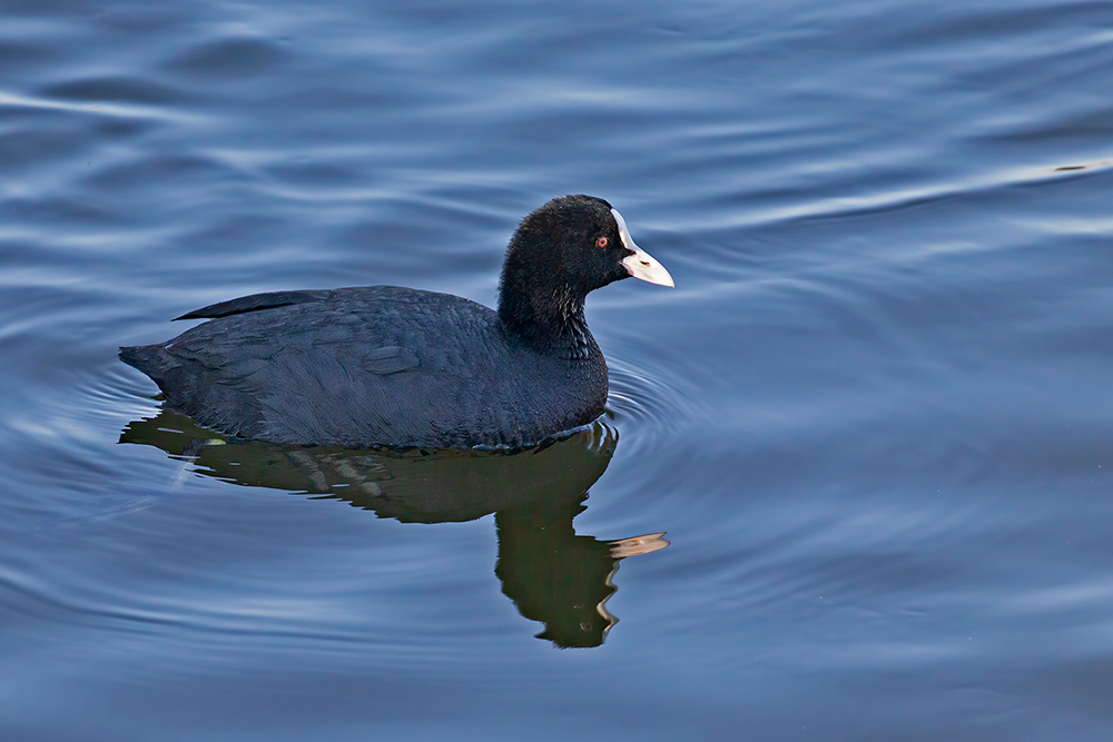 Eurasian Coot