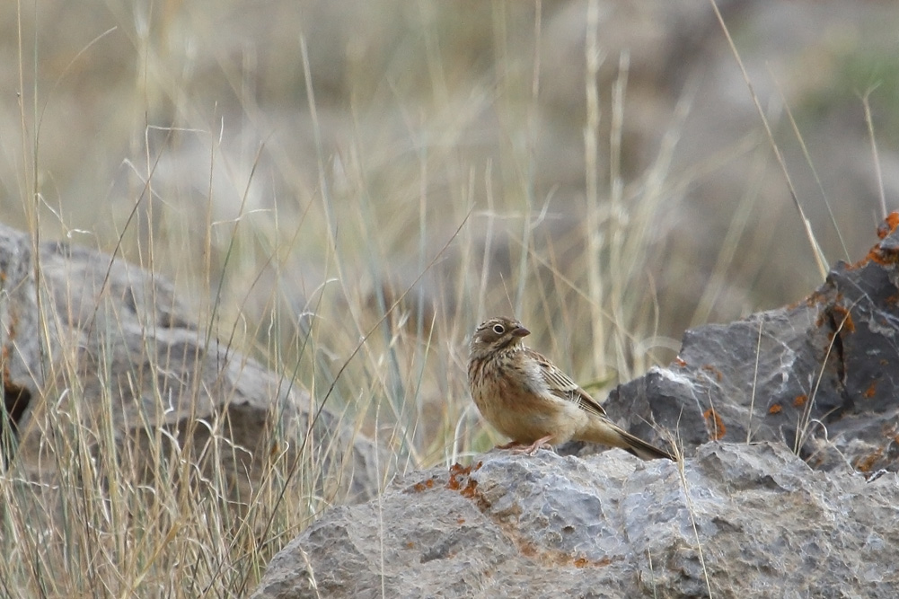 Ortolan Bunting