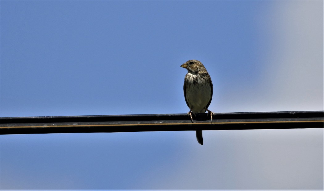Corn Bunting