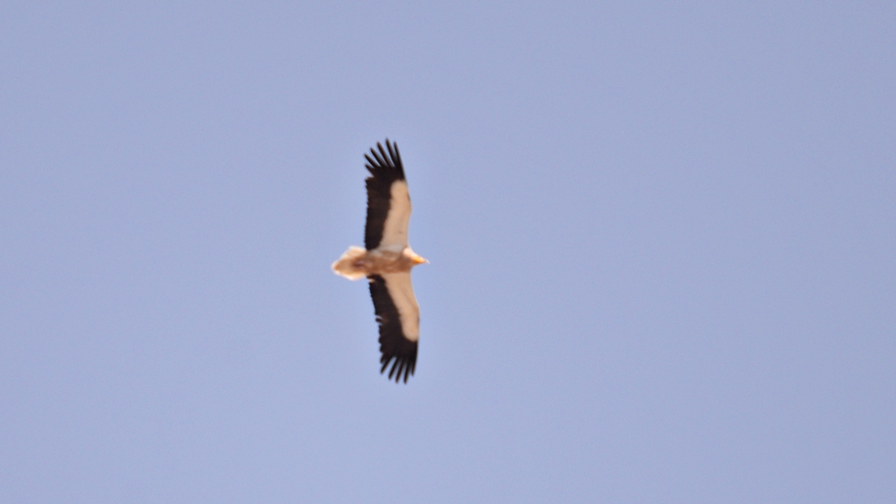 Egyptian Vulture