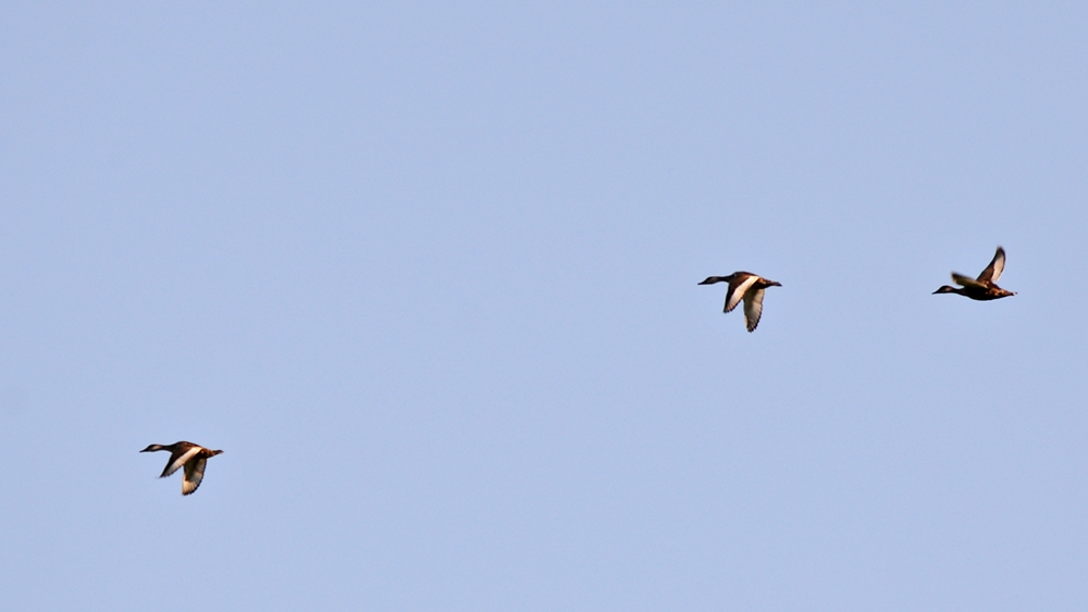 Red-crested Pochard