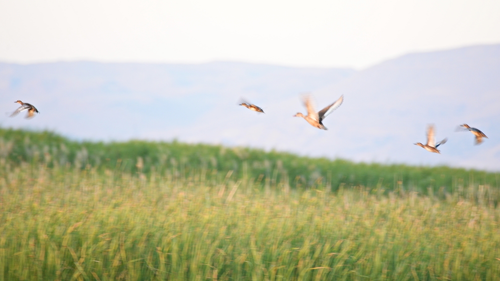 Garganey