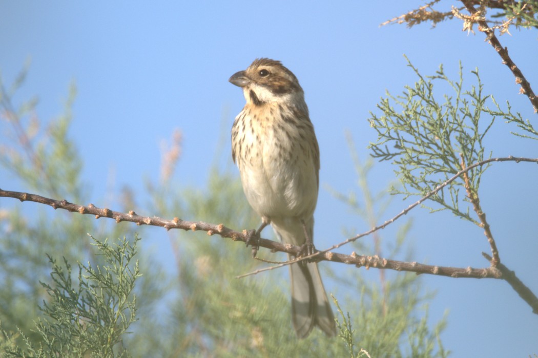Common Reed Bunting