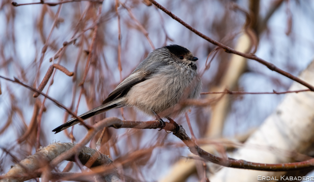 Long-tailed Tit