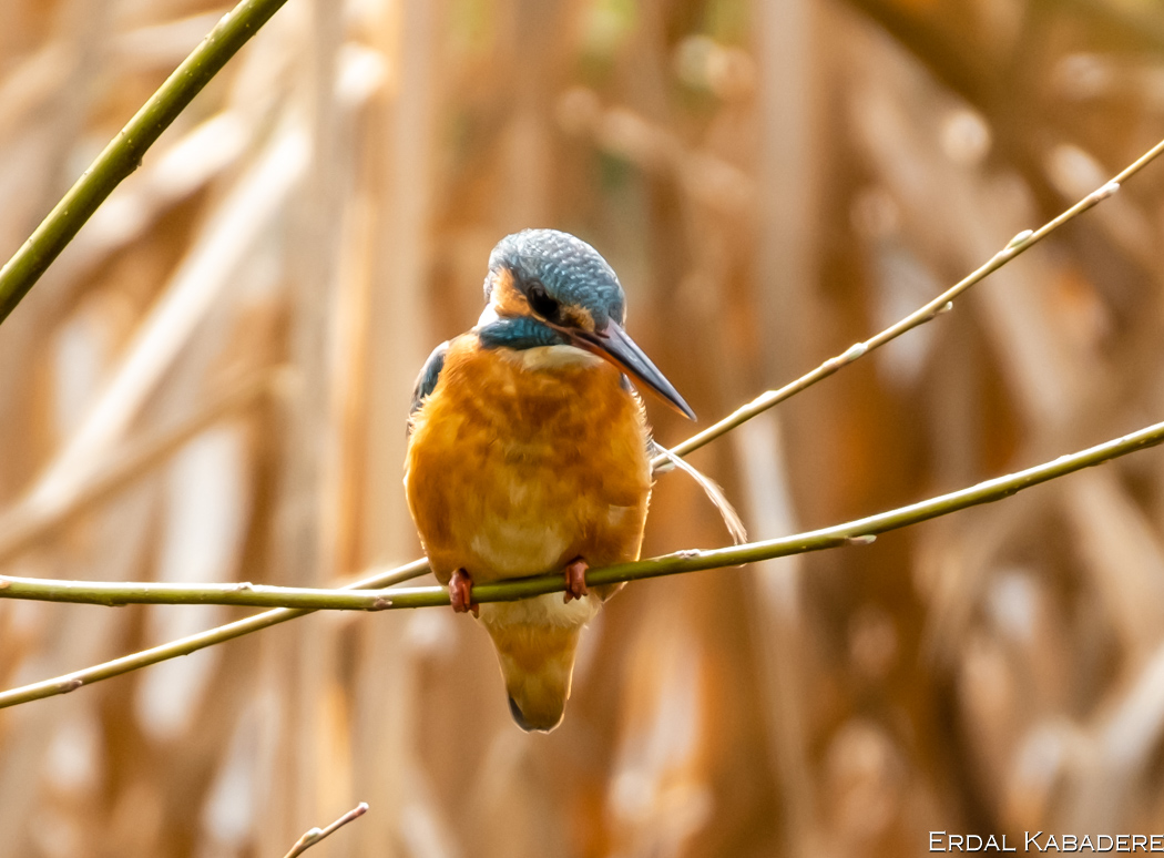 Common Kingfisher