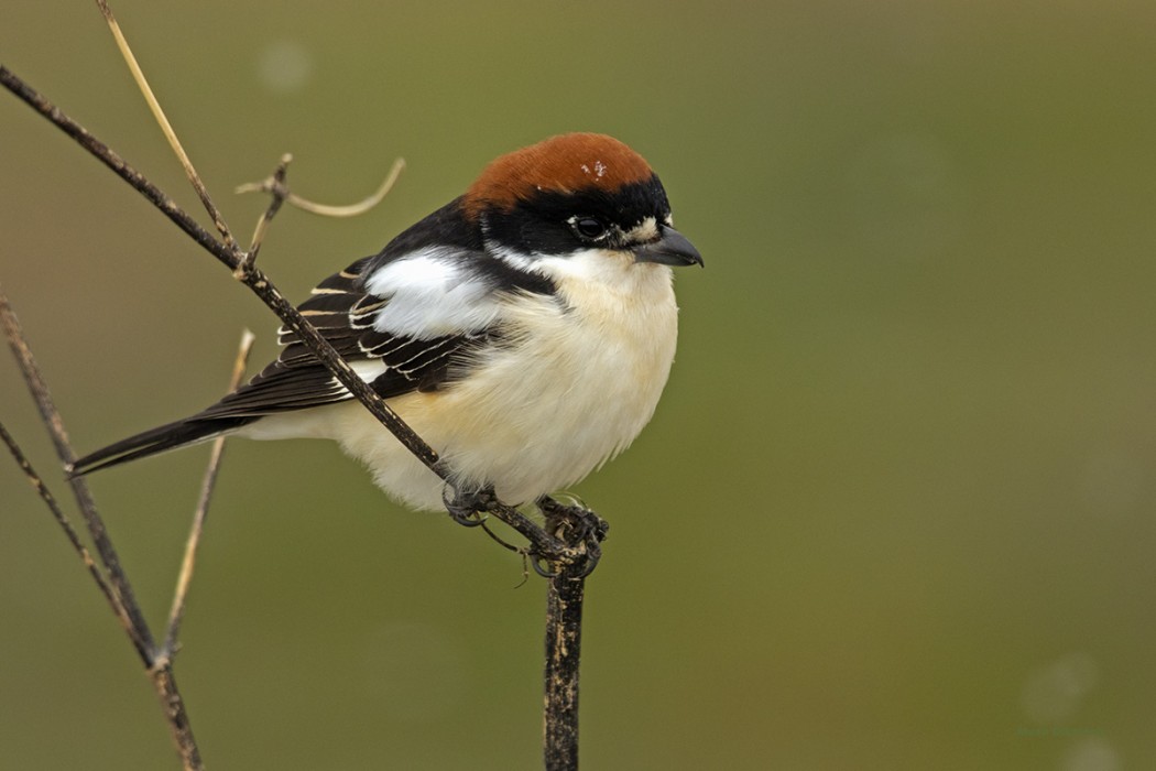 Woodchat Shrike