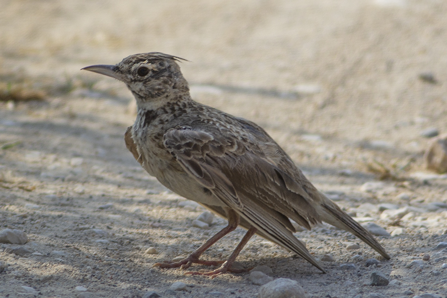 Crested Lark