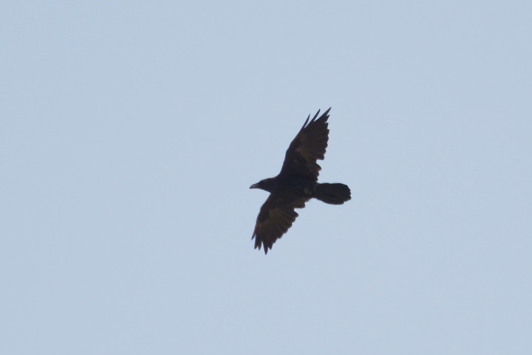Northern Raven