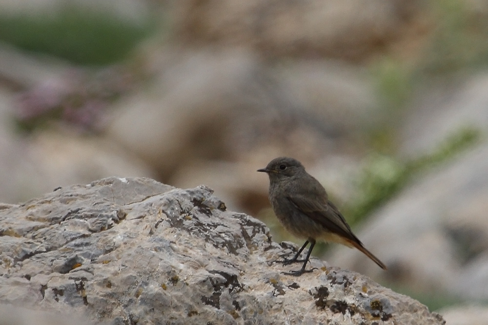 Black Redstart
