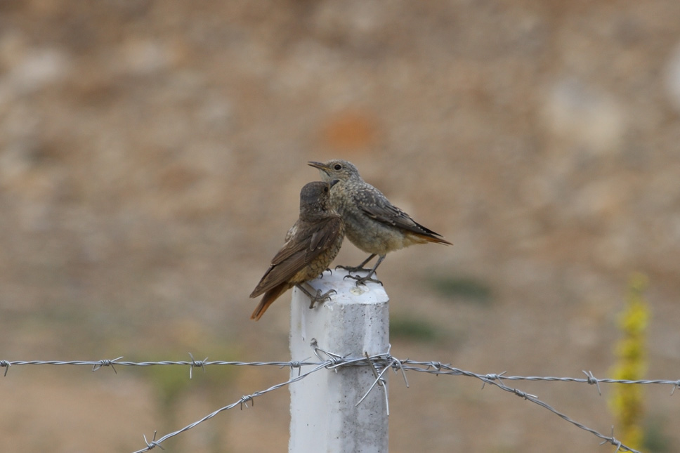 Common Rock Thrush