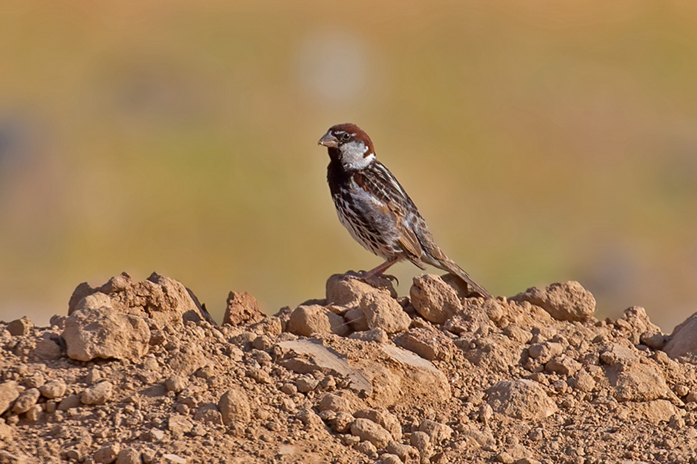 Spanish Sparrow