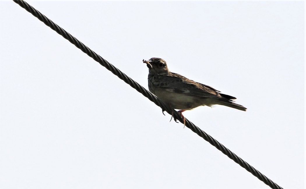 Woodlark