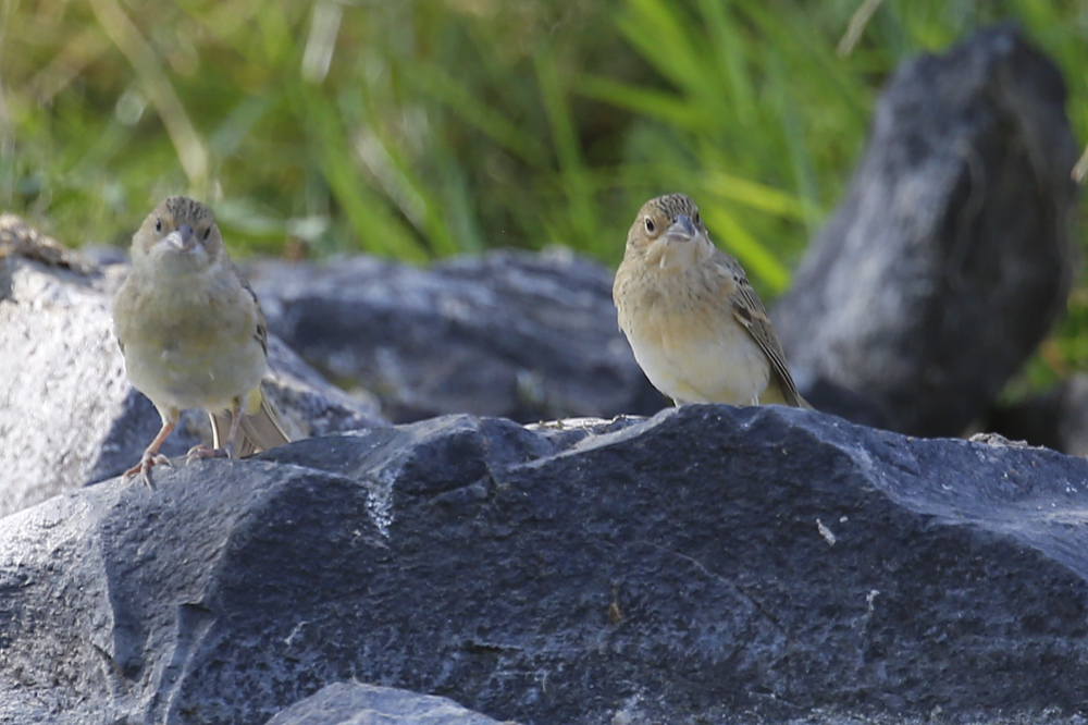 Black-headed Bunting