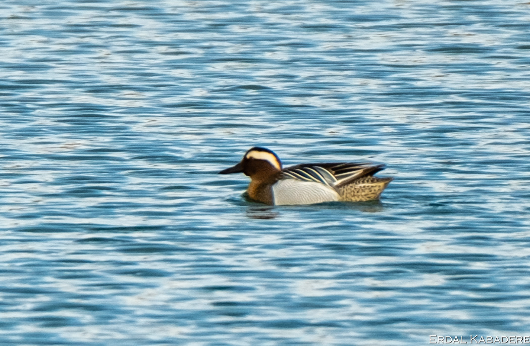 Garganey
