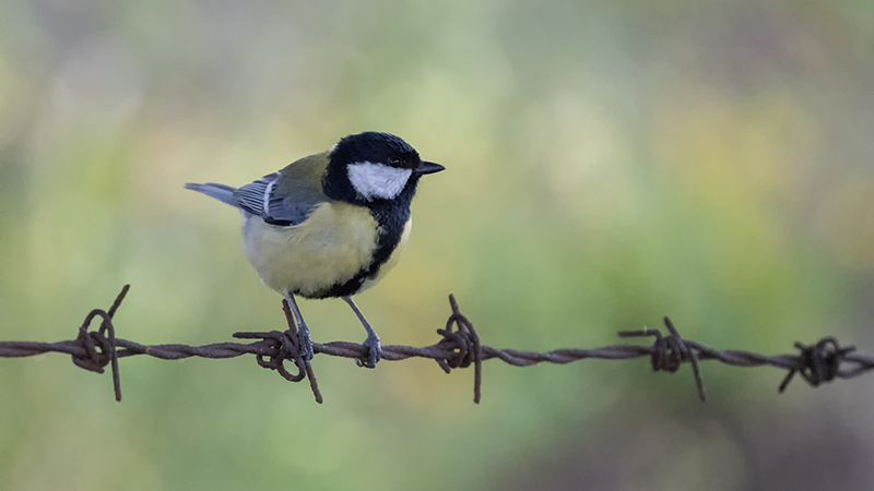 Great Tit