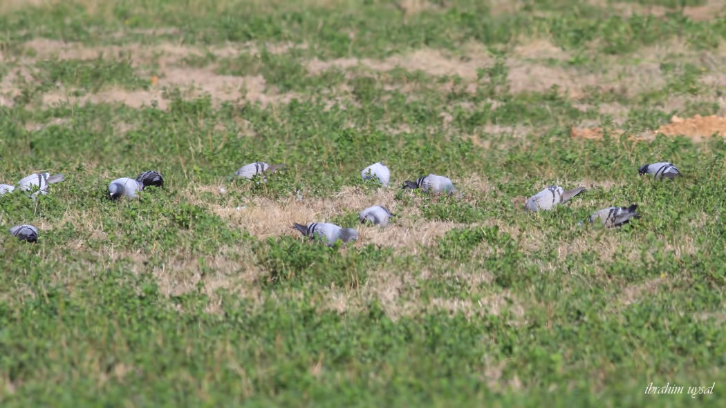 Rock Dove