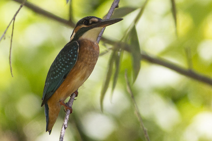 Common Kingfisher