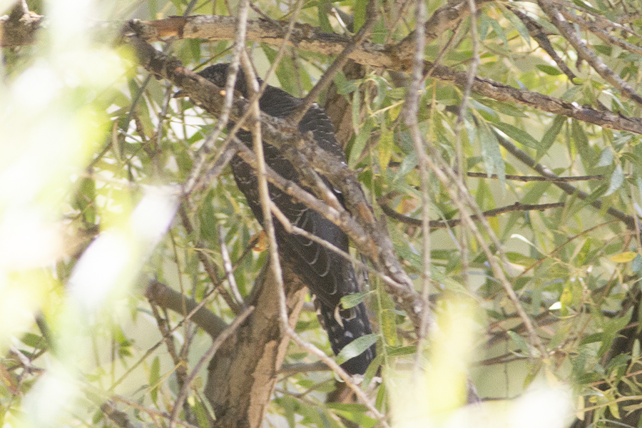 Common Cuckoo