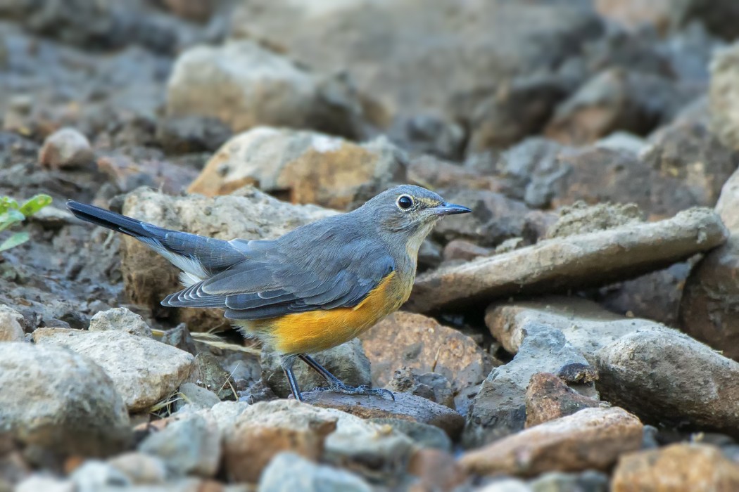 White-throated Robin