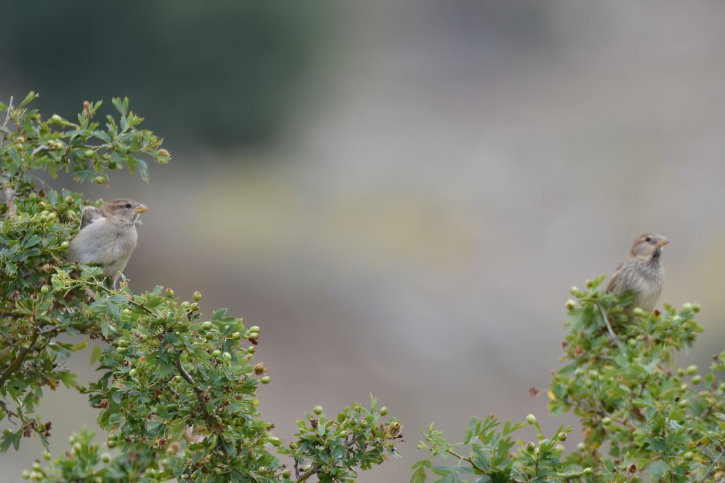 Spanish Sparrow
