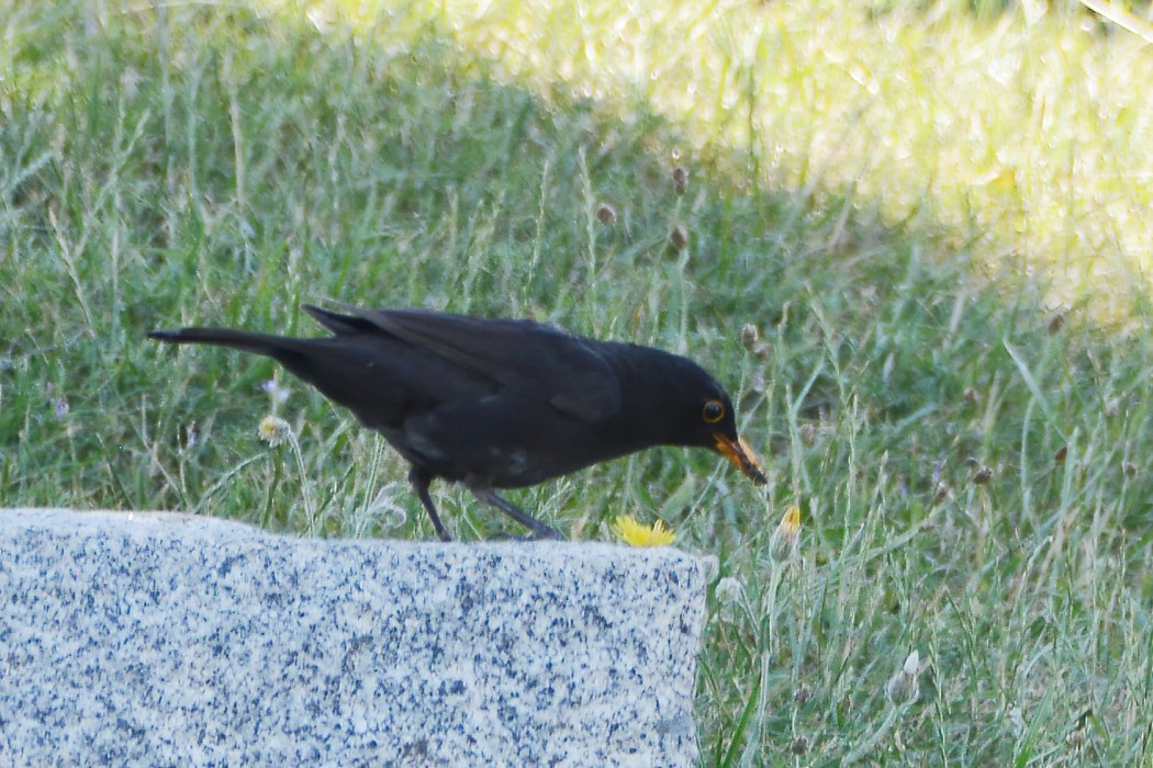 Common Blackbird