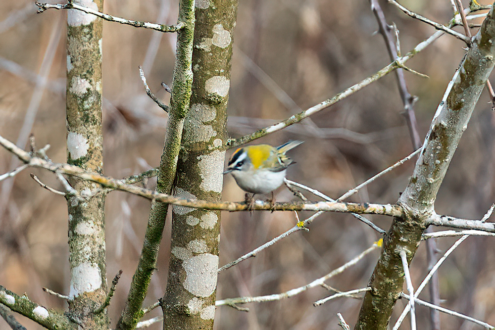 Common Firecrest
