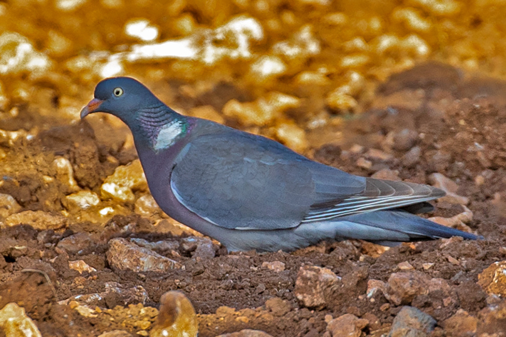 Common Wood Pigeon