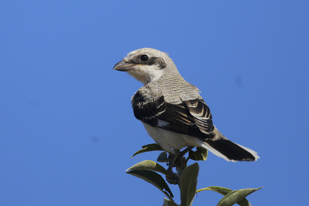 Lesser Grey Shrike