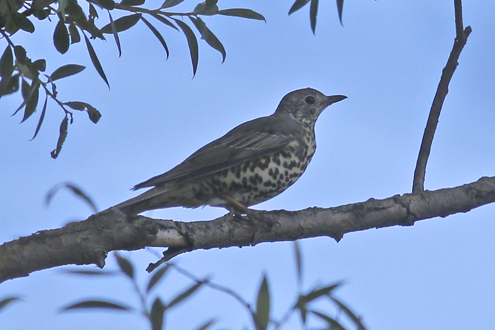 Mistle Thrush