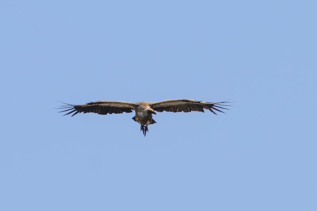 Griffon Vulture