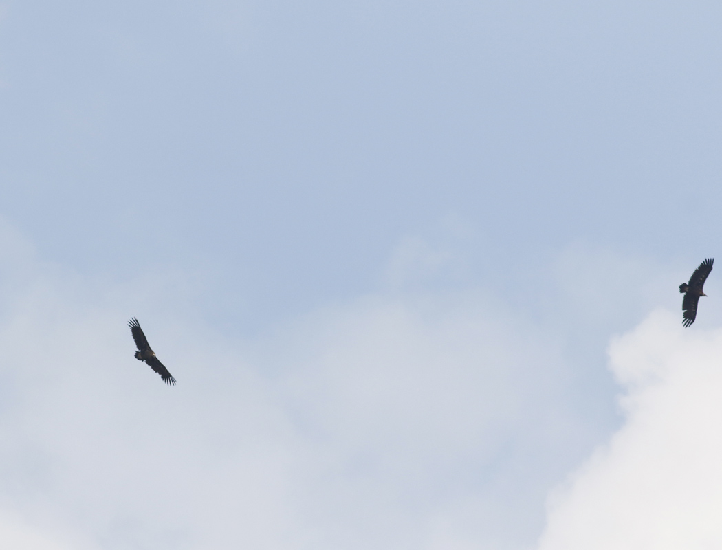 Cinereous Vulture