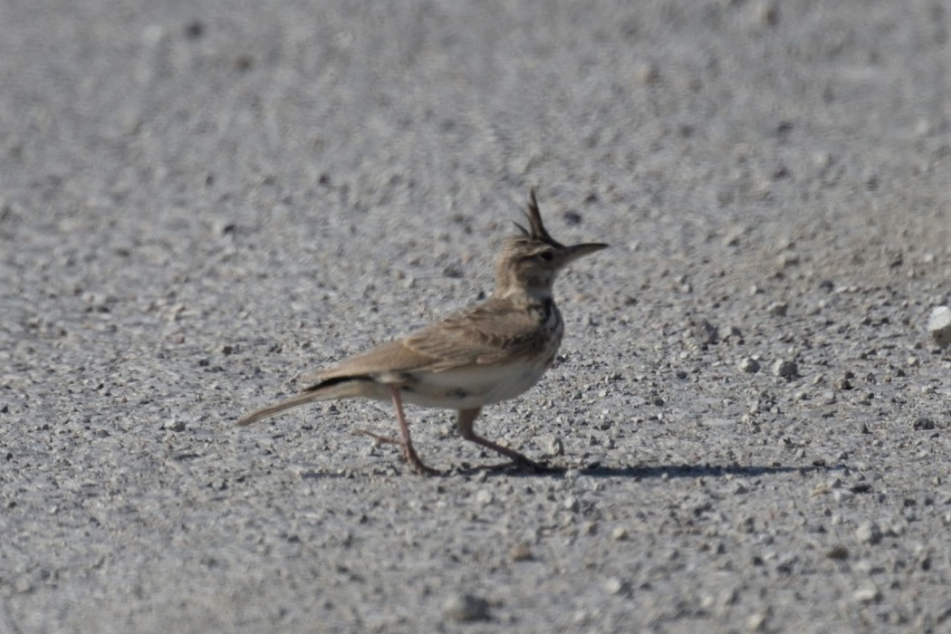 Crested Lark